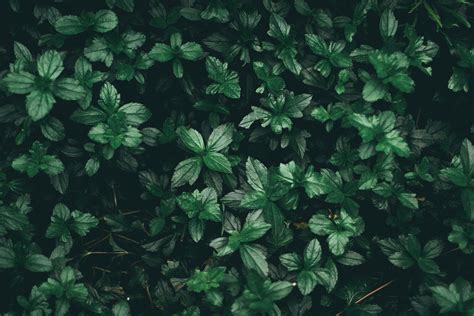 green aesthetic background.